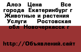 Алоэ › Цена ­ 150 - Все города, Екатеринбург г. Животные и растения » Услуги   . Ростовская обл.,Новочеркасск г.